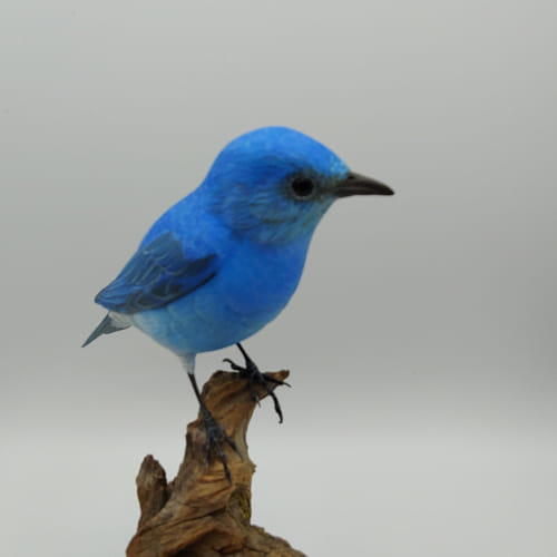 Colorado Mountain Blue Bird $1300 at Hunter Wolff Gallery