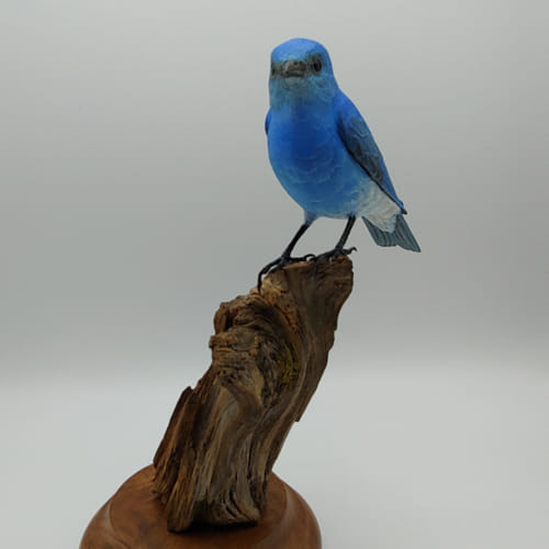 Colorado Mountain Blue Bird $1300 at Hunter Wolff Gallery