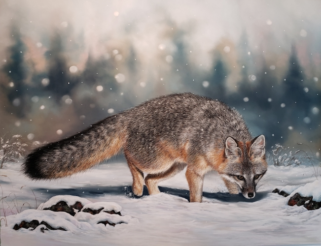 Snow Gray, Gray Fox 19x25 $2250 at Hunter Wolff Gallery