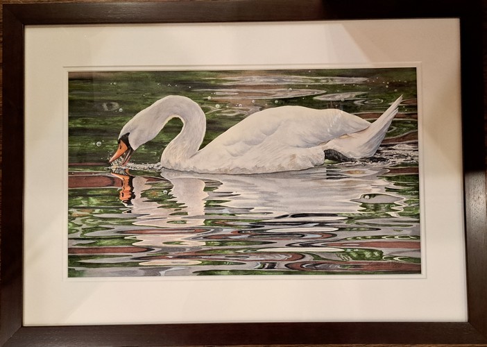 Click to view detail for Cygnus Olor 12.5x21 $1840