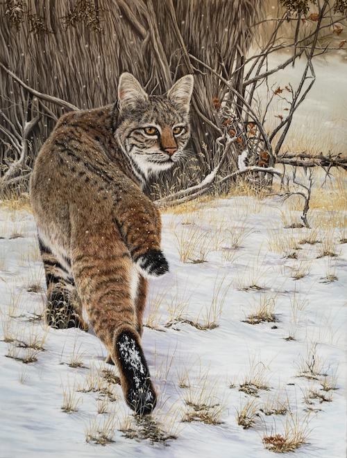 Camouflage, Bobcat 24x18 $2500 at Hunter Wolff Gallery