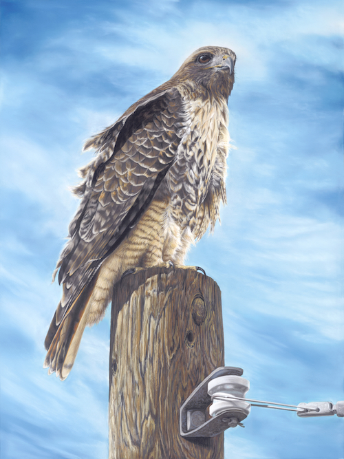 Breezy - Red Tailed Hawk 24x15 $2200 at Hunter Wolff Gallery