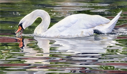 Cygnus Olor 12.5x21 $1840 at Hunter Wolff Gallery