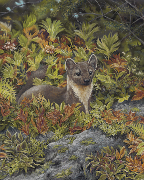 Marty - Pine Marten 20x16 $1600 at Hunter Wolff Gallery