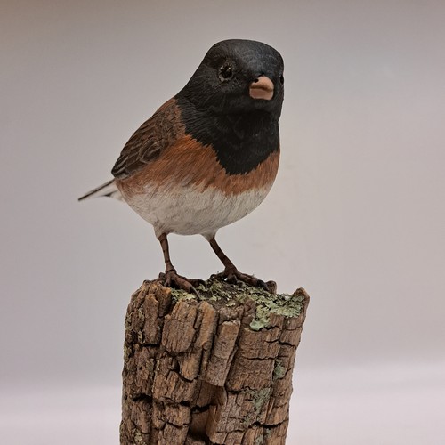 Oregon Junco 7x3 $800 at Hunter Wolff Gallery