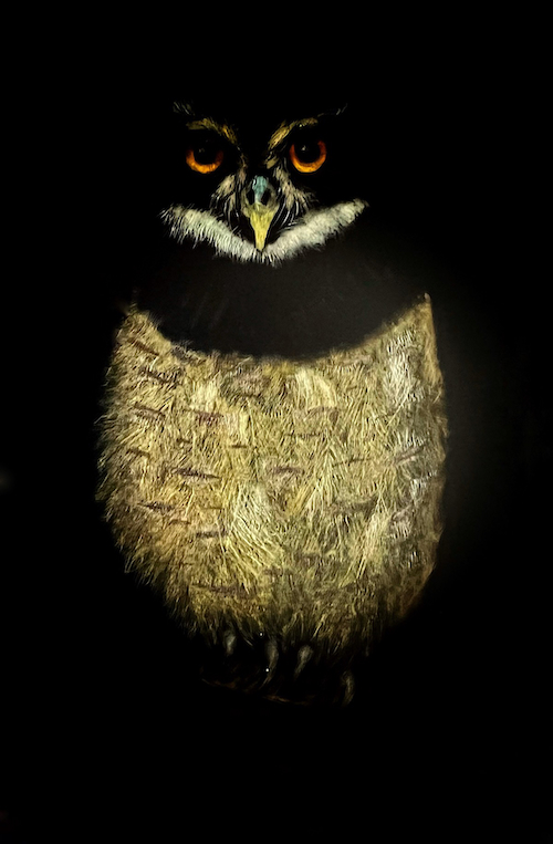 Click to view detail for Sees In The Dark 6x4 $200