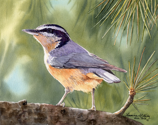 Sunlit Red Breasted Nuthatch 8x10 $675 at Hunter Wolff Gallery