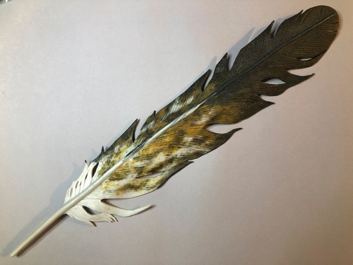 Click to view detail for LM-002 Regal Eagle (Juvenile Golden Eagle) 19.5x4 $600