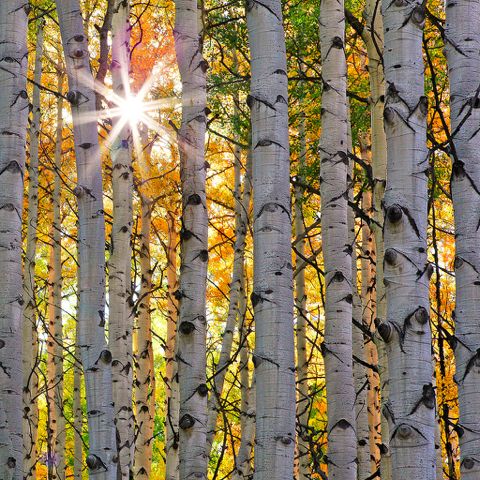Click to view detail for Aspen Sunburst 1  12x12 $90