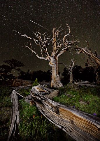 Click to view detail for Catch A Falling Star 24x32