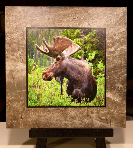 Click to view detail for Bull Moose at Indian Peaks 12x12 $98