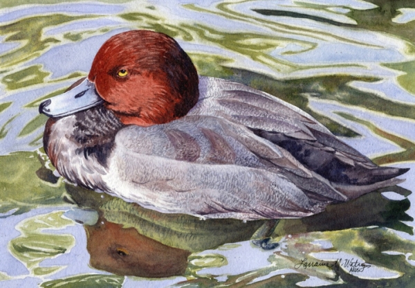 Click to view detail for Red Head Duck 7x10 $490