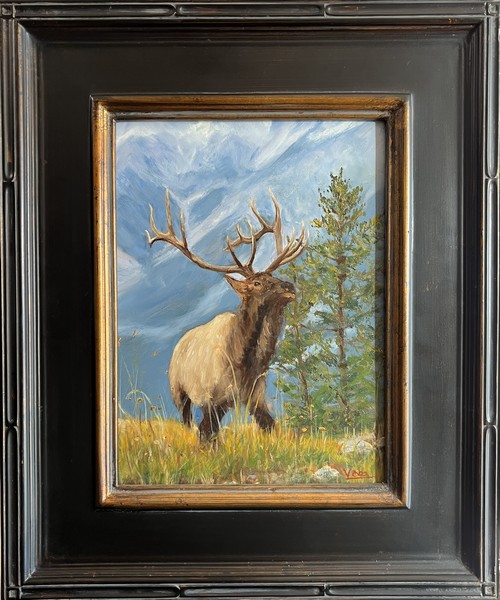 Click to view detail for Wapiti 12x9 $500