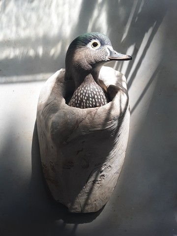 Click to view detail for Wood Duck Hen $1700
